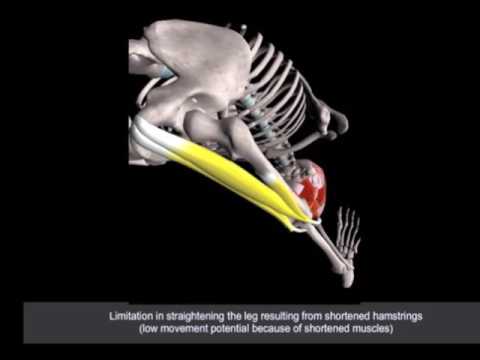 Head-to-Knee Forward Bend Yoga Pose (Janu Sirsasana) | 3D Yoga Anatomy