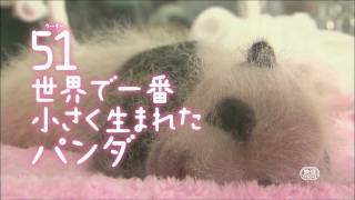 『51（ウーイー）世界で一番小さく生まれたパンダ』予告編