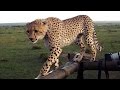 Cheetah Fail Big Cat Falls Through Safari Jeep Roof