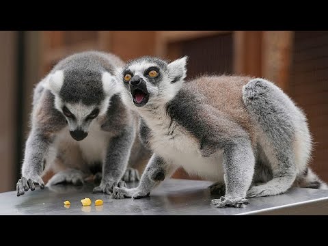 Jährliche Gewichtskontrolle im Londoner Zoo: Tiere steigen auf die Waage