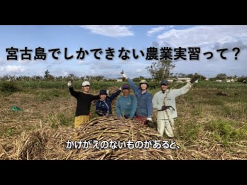 コロナにも負けず（宮古島農業実習）