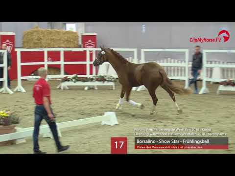 17 Hengst v. Borsalino - Show Star - Frühlingsball