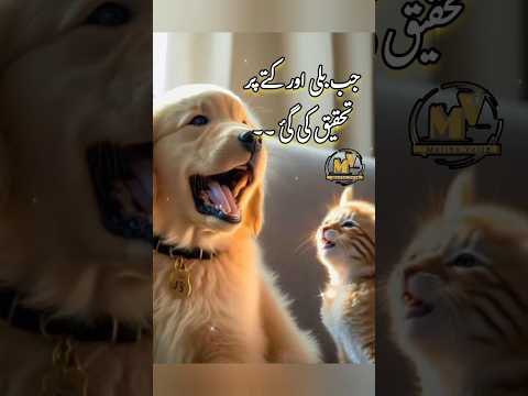 Scientists research on cat | Maliha voice #shorts #islamicvideo #story #gk #facts