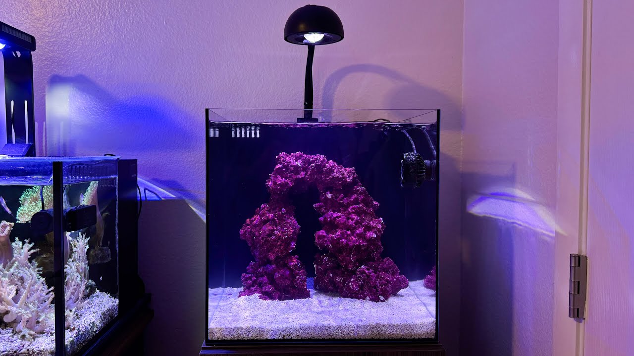How to Aquascape a 15-Gallon Reef Tank: Rock Layout, Cycling, and First Fish Timing