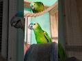 Amazonka Niebieskoczelna Birds Animals Cute Parrot Aviary Amazon Papuga Amazonka Woliera
