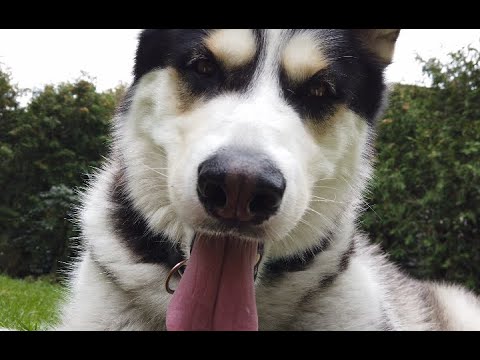 Husky Malamute mix stares and gives 3 boops!