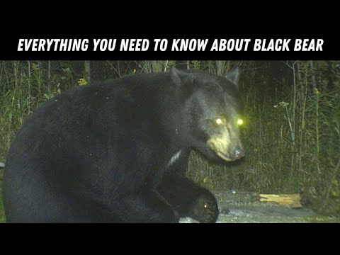 The Behavior, Biology and Life of a Black Bear (Explained)