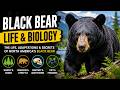 The Behavior Biology And Life Of A Black Bear Explained