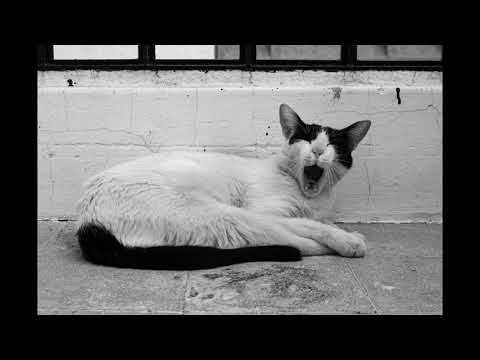 Studio 49 Photo synthesis. Theme: photosynthesis by korantemaa