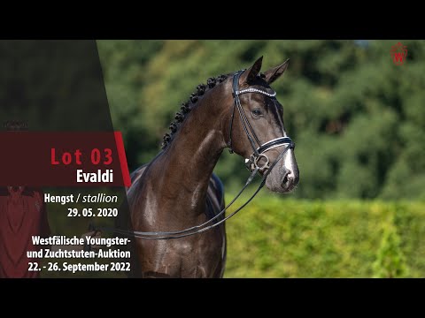 Online-Auktion Lot 03 Evaldi Hengst v. Escamillo - Vivaldi
