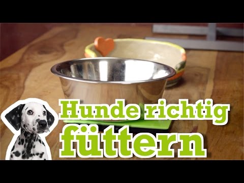 , title : 'Hundeernährung: Hunde richtig füttern - Hundebibel'