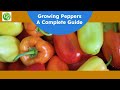 Pepper Growing Tips - The Complete Guide To ...