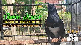 Download lagu SUARA PANCINGAN KACER TERBAIK BIKIN SEMUA KACER APAPUN LANGSUNG NYAUT AUTO GACOR mp3