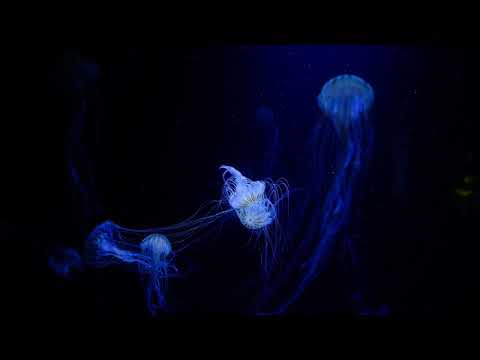 Loscil - Stases (Full Album)