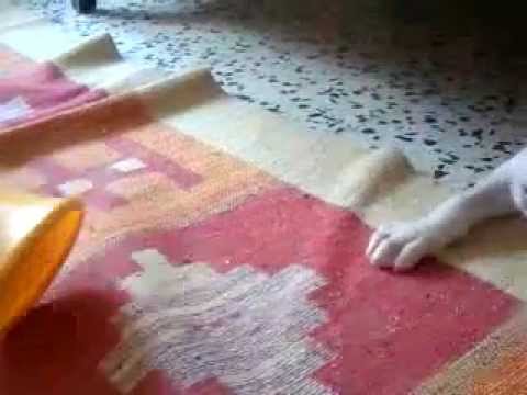 EUROVİSİON 2013 Dog song.debut.