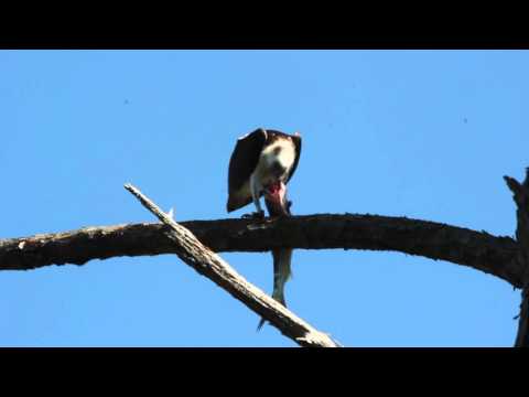 Osprey eating a fish