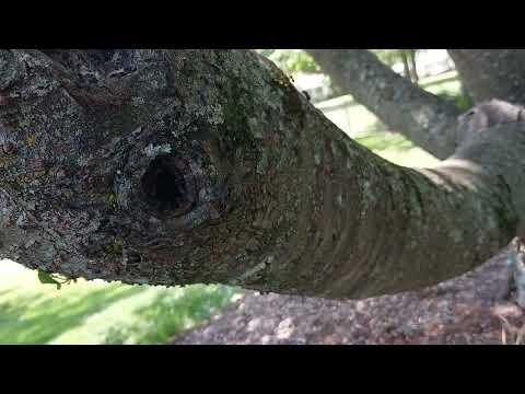 Lots & Lots of Carpenter Ants Coming from the Tree in Metuchen, NJ
