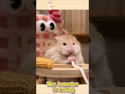 #Fyp #Hamster #Hamsters #Hamstersoftiktok #Thehamsterstation #Pet1