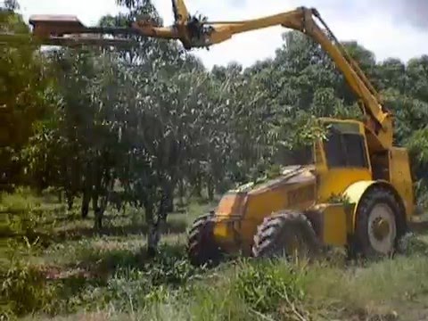 Mango trees pruning