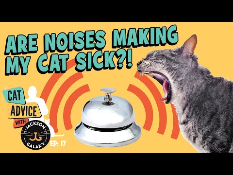 Can Sounds Cause Cats to Have Seizures? YES!
