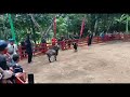 HPDKI SERANG LESTARIKAN SENI KETANGKASAN DOMBA GARUT AMCTV
