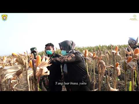 MENTERI PERTANIAN BERSAMA BUPATI KENDAL MEMANEN JAGUNG