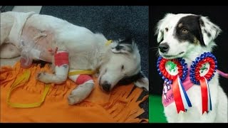 From DEATH to CHAMPION - the stray dog who beat all odds - Crufts 2017