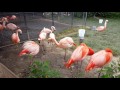 Flamingo Fight Club