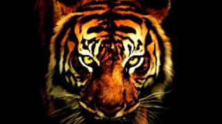 Eye Of The Tiger Dancehall Mix (reggae)