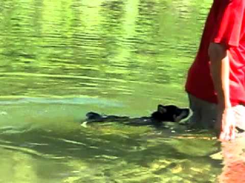 游泳篇~~(原發表者:阿寶)(影片)