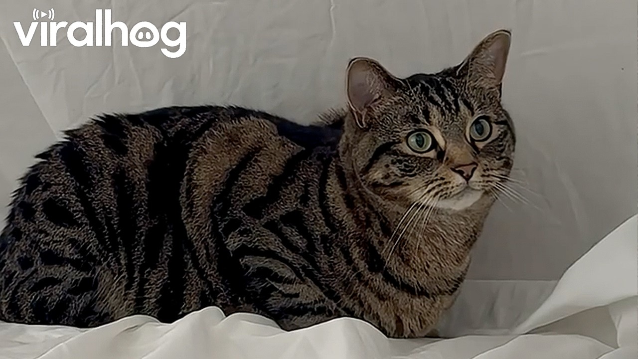 Cat Enjoying an Air Fort  || ViralHog