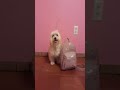 Super Molly Documentary Film Adorable