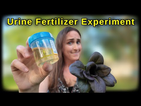 I "Peed" My Plants - Urine as a Fertilizer Science Experiment