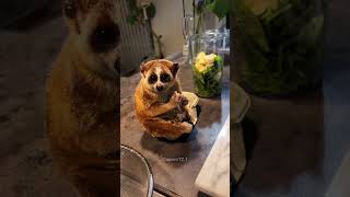 Download lagu Slow Loris Enjoys a Homemade Smoothie😍 mp3 Download lagu Slow Loris Enjoys a Homemade Smoothie😍 mp3