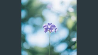 Download lagu Mimpi Mencapai Lentera mp3