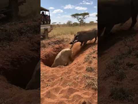 Comedic Showdown 😂 Lion vs Warthog