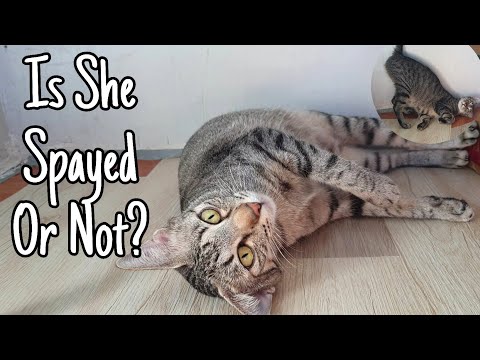 Is Your Cat Really Spayed? Very Important to know | Ovarian Remnants Syndrome in Cats