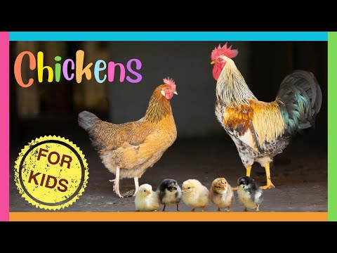 CHICKENS for Kids🐣 All about Baby Chicks for Kids and Toddlers🐓Chicken Facts🐥