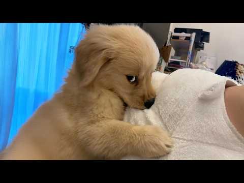 The Funniest PUPPIES of 2026    So Far 😂 Funny Animal Videos