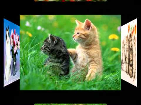 C A T S  &  F L O W E R S