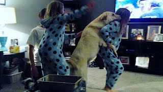 When Your Dog Starts a Conga Line