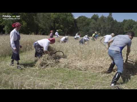 22. žetev zlatega klasa na Stari Gori