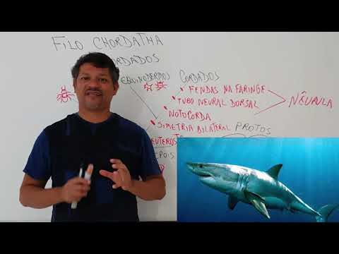 Filo Chordata - Introdução