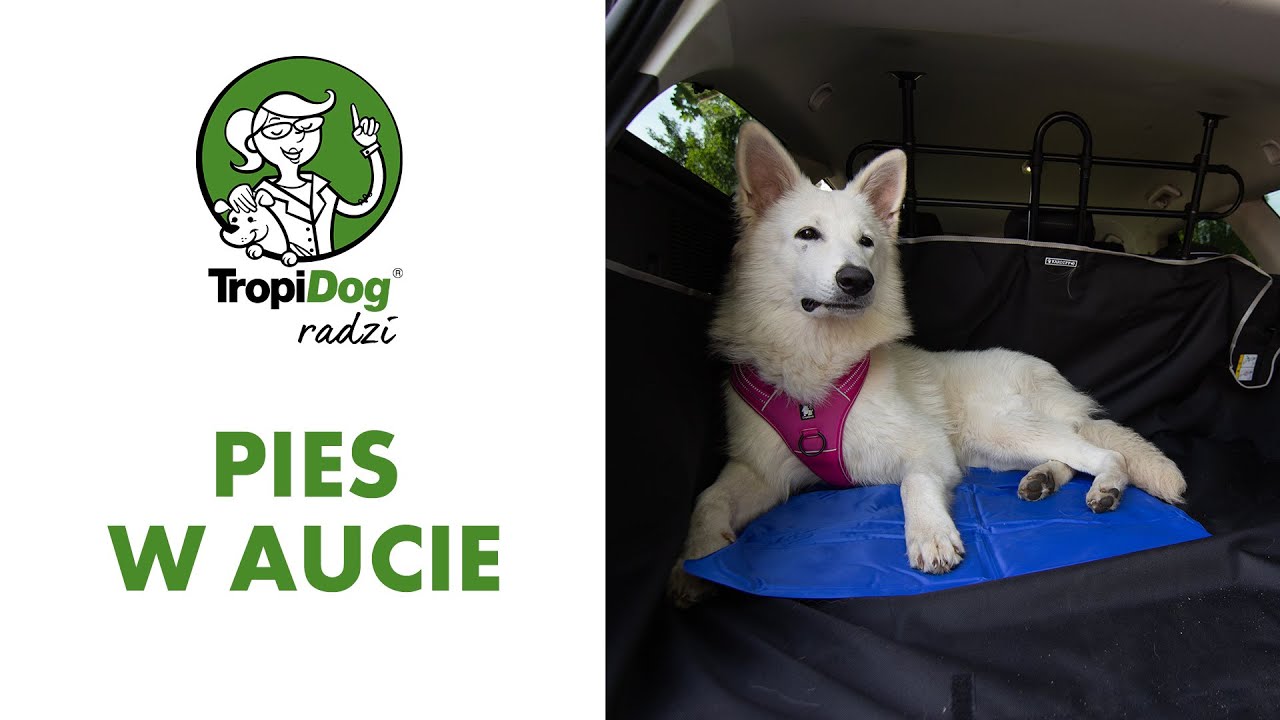 Tropidog radzi #01 - jak podróżować z psem w samochodzie