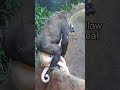 Gorilla VS Stuffed Toy Octopus