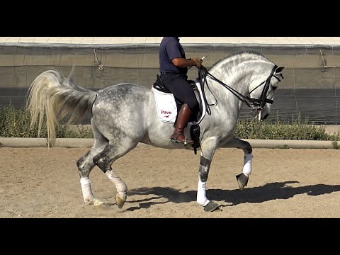 Spanish horse for Sale | Inter II Andalusian PRE Stallion 2012 (#MP487)