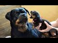 Dog Doing Funny Things - Best of Funny Dogs in October