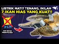 Ikan Hias Mempunyai Kemampuan Hidup Dilingkungan Yabg