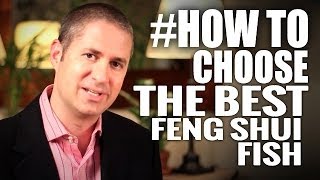 Feng Shui Fish: How To Determine The Best Fish For Maximum Abundance