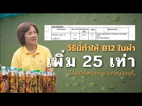 เลี้ยงไข่ผำ ทำกำไร ใช้เพียงน้ำหมัก แต่วิตามิน B12  เพิ่มขึ้น 25 เท่า โดย พี่แอ๋ว ไข่ผำวิถีพระแท่น